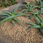 Aloe sinkatana Hábito