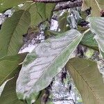 Ficus maxima Folla
