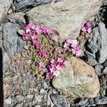 Androsace alpina Květ