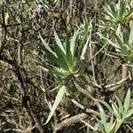 Echium virescens Foglia