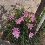 Zephyranthes rosea Cvet