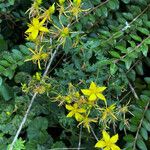 Hypericum perfoliatum Otro