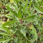 Oenothera macrocarpa Folha