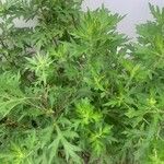 Artemisia vulgaris Fuelha