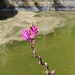 Antirrhinum australeKvět