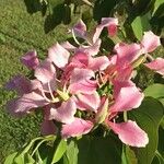 Bauhinia monandra 花