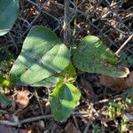 Smilax glauca Blad