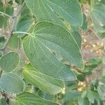 Bauhinia forficata Листок