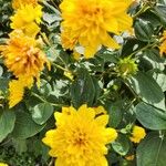 Helianthus decapetalus Цветок