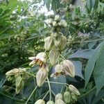 Manihot grahamii Flower