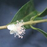 Eugenia stictopetala Fruit