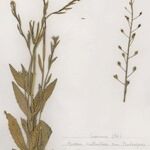 Camelina microcarpa Tervik taim