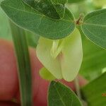 Macrotyloma axillare Flower