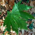 Platanus orientalis Листок