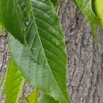 Alnus japonica পাতা