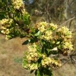 Baccharis halimifoliaFleur