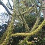 Austrocylindropuntia cylindrica Blad