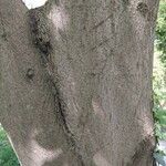 Aesculus turbinata Bark