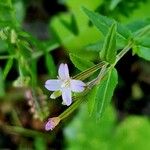 Epilobium ciliatum Floare