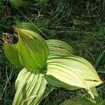 Veratrum album Hoja