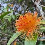 Stifftia chrysantha Fleur