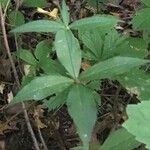 Silene stellata Leaf