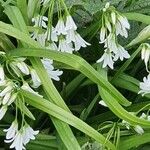 Allium triquetrum Flower