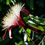 Pachira insignis Flower