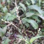 Persicaria glabra Kvet