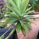 Euphorbia stygiana Hoja