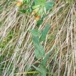 Cerinthe glabra आदत