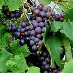 Vitis labrusca Fruchs