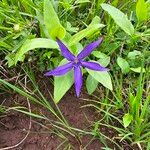 Vinca herbacea Flor