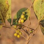 Allophylus africanus Frucht