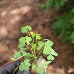 Oxalis dilleniiLeaf