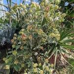 Barleria albostellata आदत