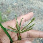 Eleusine indica Flor