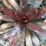 Neoregelia farinosa Fuelha