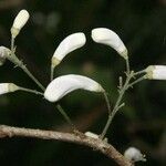 Oxera microcalyx Natur