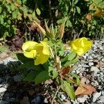 Oenothera glaziovianaBlüte