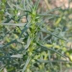 Salsola soda Hoja