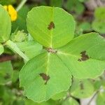 Medicago arabica Leaf