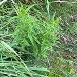 Epilobium coloratum Leaf