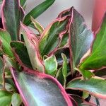 Peperomia tricolor برگ