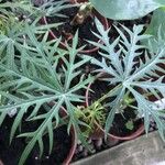 Jatropha multifida Habitus