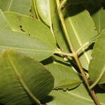 Laguncularia racemosa Folla