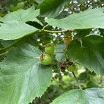 Crataegus holmesiana ফল