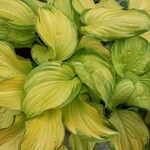 Hosta plantaginea Lapas