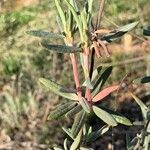 Helianthemum syriacum 叶