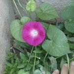 Ipomoea purpureaVirág